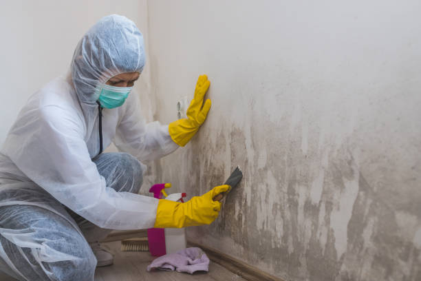 Forensic Mold Investigation in Wolfhurst, OH