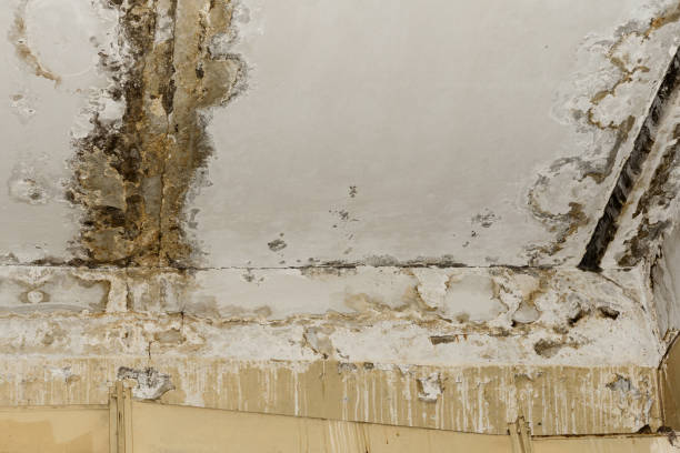 Best Mold Damage Restoration  in Wolfhurst, OH