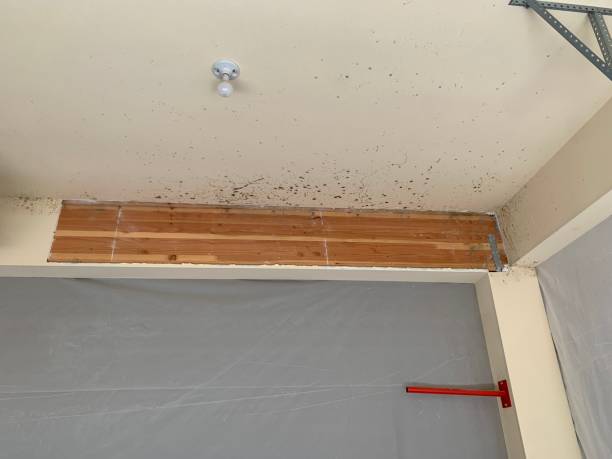  Wolfhurst, OH Mold Removal Pros