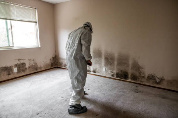 Professional Mold Removal in Wolfhurst, OH